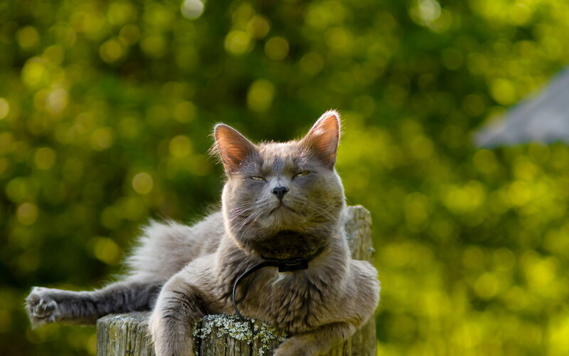 Gray Cat on Post