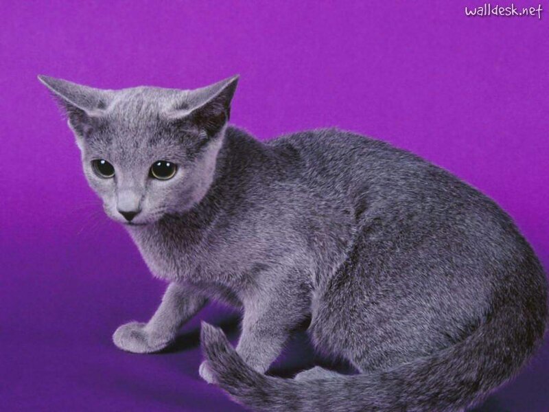 Gray Cat on Purple