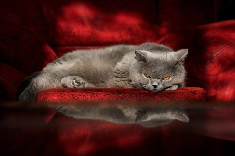 Gray Cat on Red Couch — Dramatic