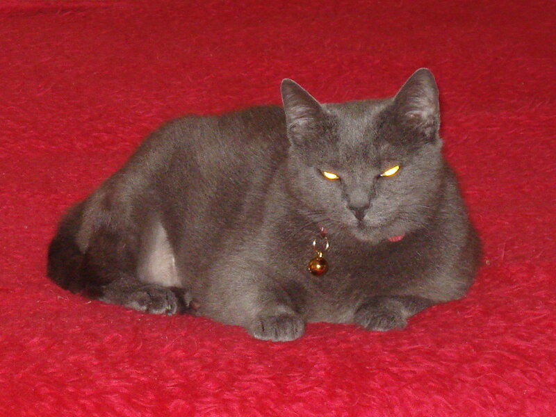 gray cat on red surface