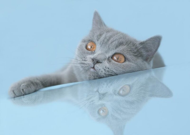 Gray Cat on Reflective Surface