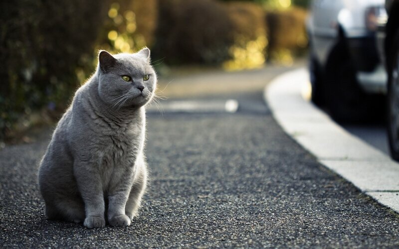 Gray Cat on Road