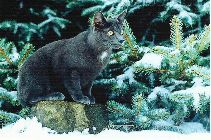 Gray Cat on Rock — Calm