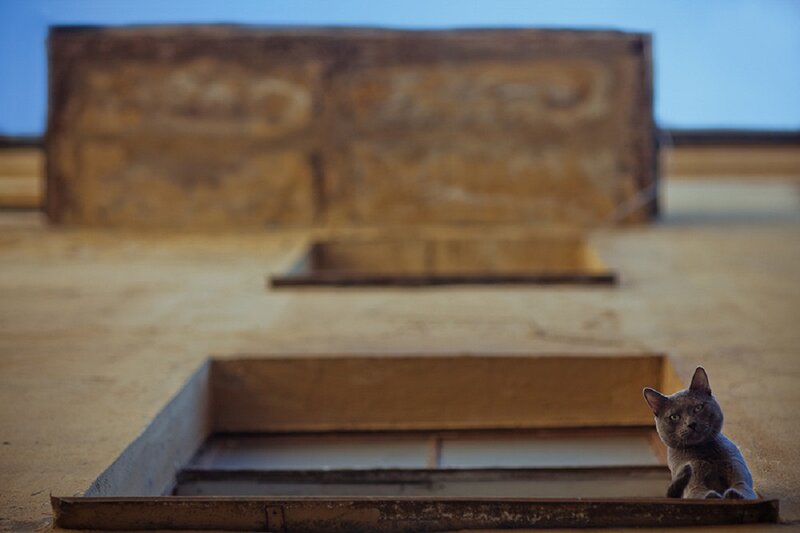 Gray Cat on Rooftop