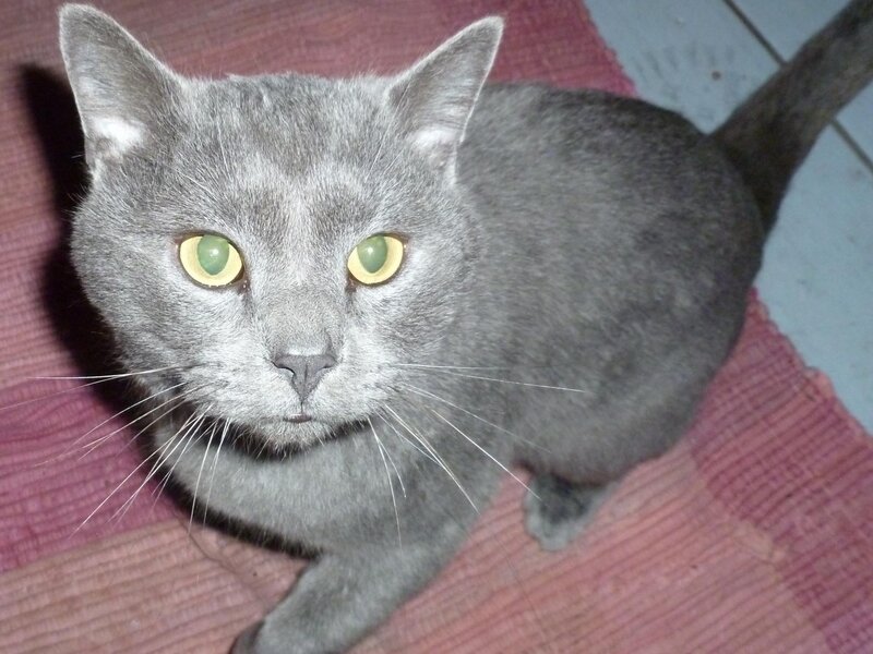 Gray Cat on Rug — Calm