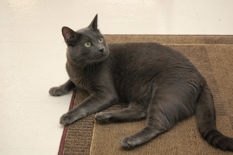 gray cat on rug