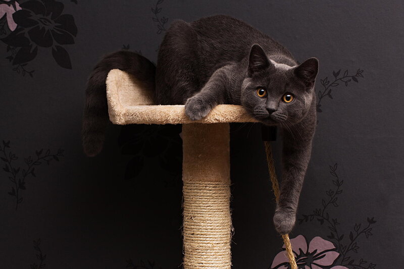 Gray Cat on Scratching Post — Calm