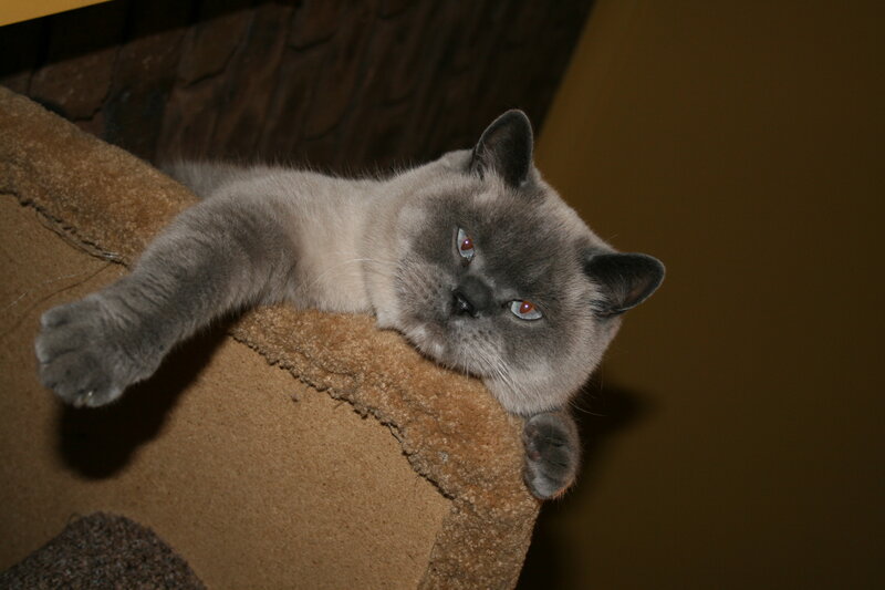 Gray Cat on Scratching Post