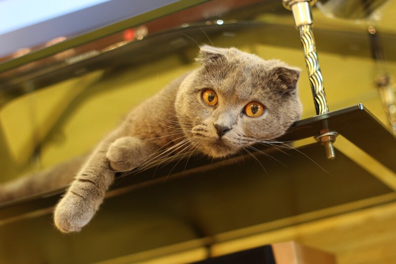 Gray Cat on Shelf — Curious