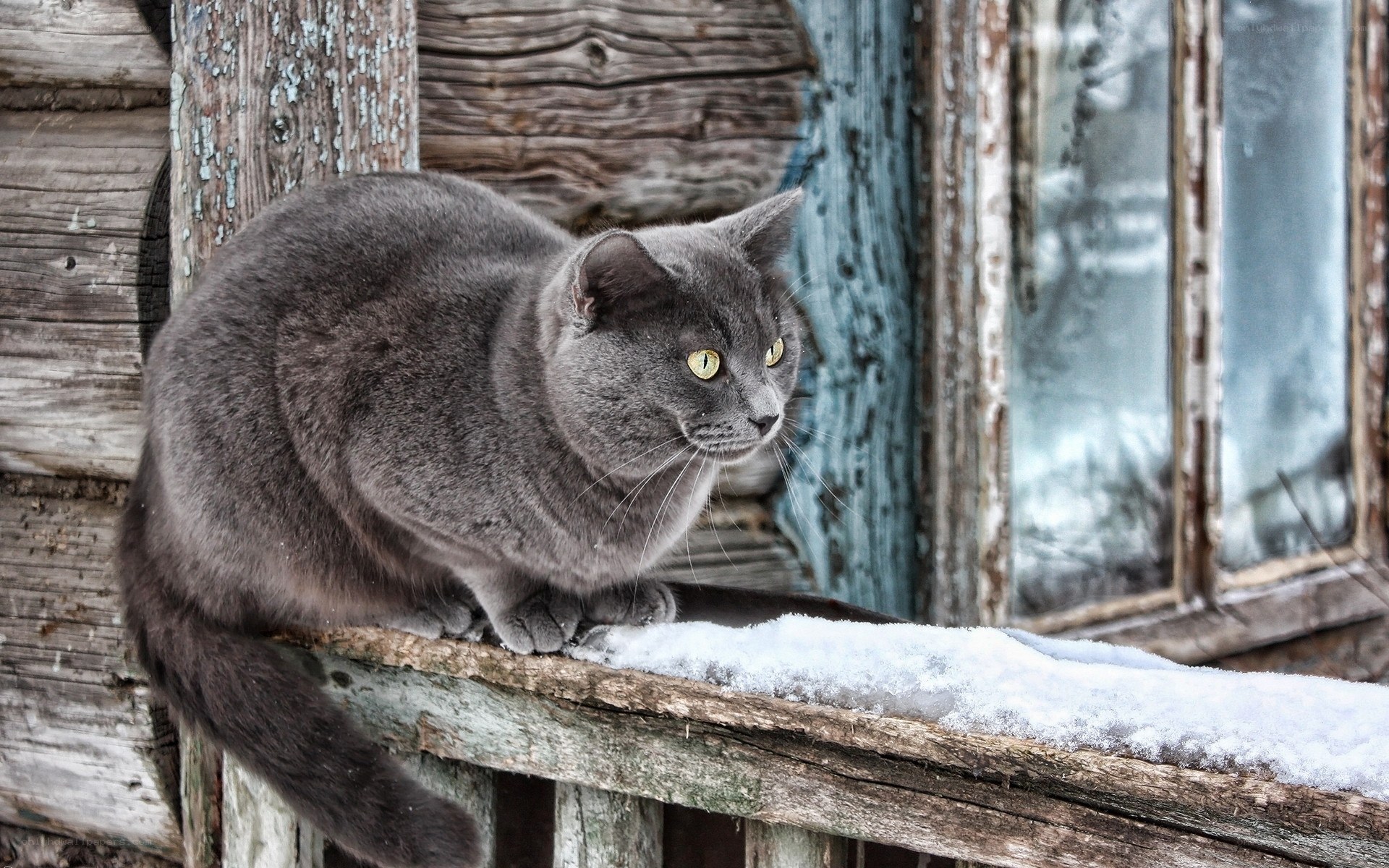 Gray cat on snowy windowsill