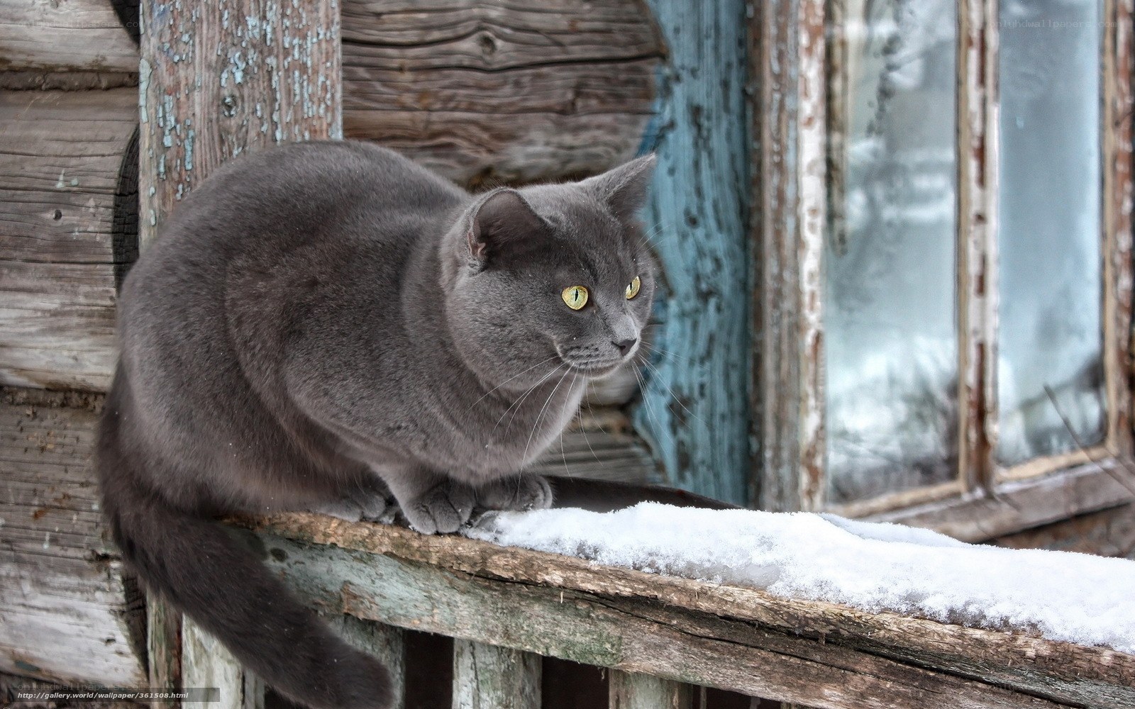 Gray cat on snowy windowsill