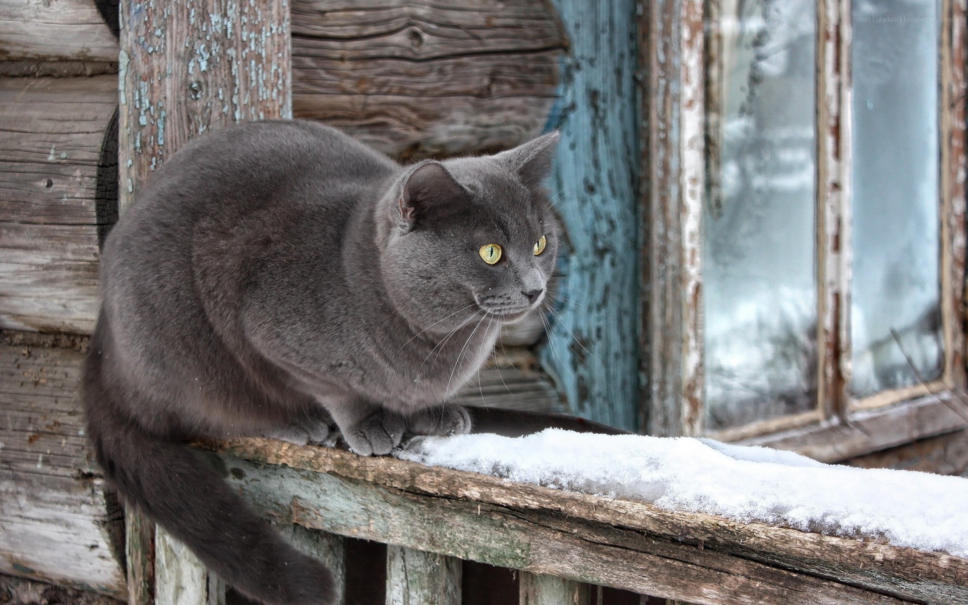 gray cat on snowy windowsill