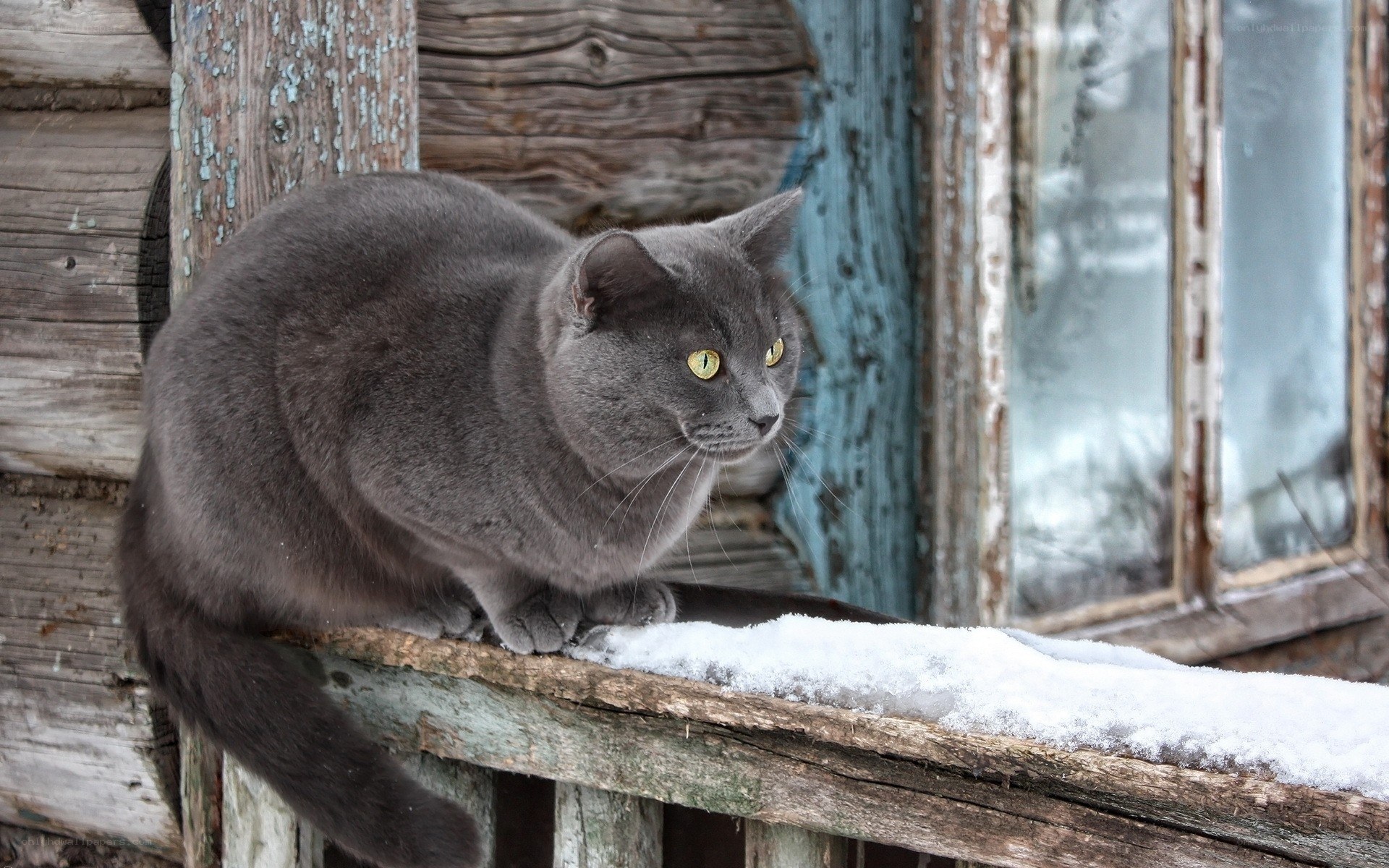 Gray cat on snowy windowsill