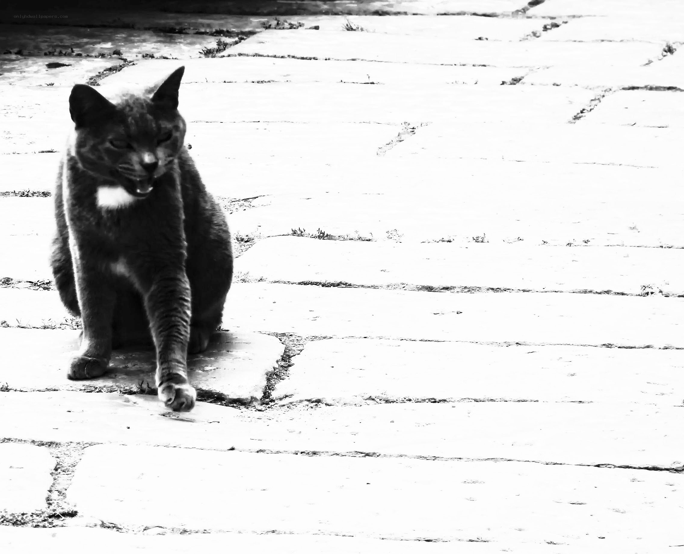 gray cat on stone path