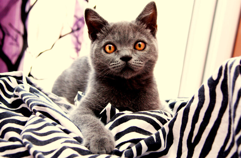 gray cat on striped blanket