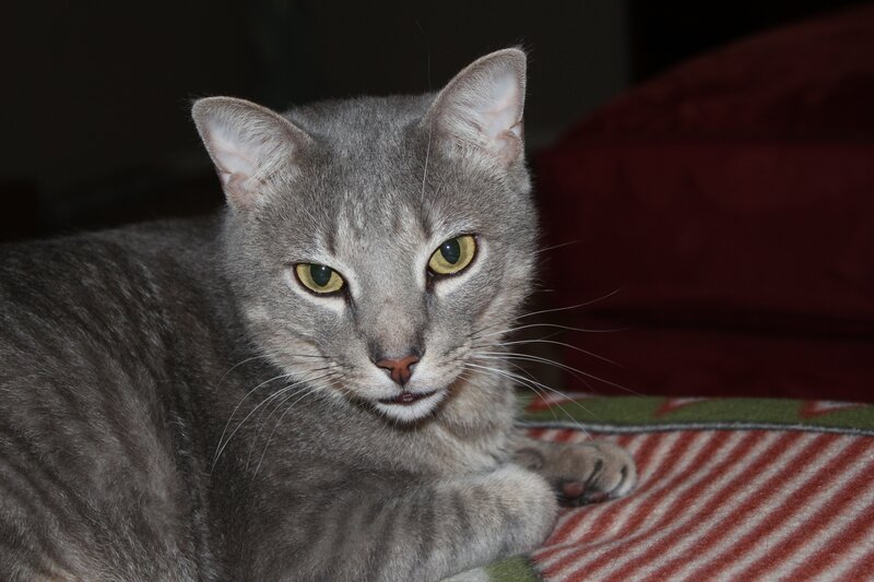 gray cat on striped blanket
