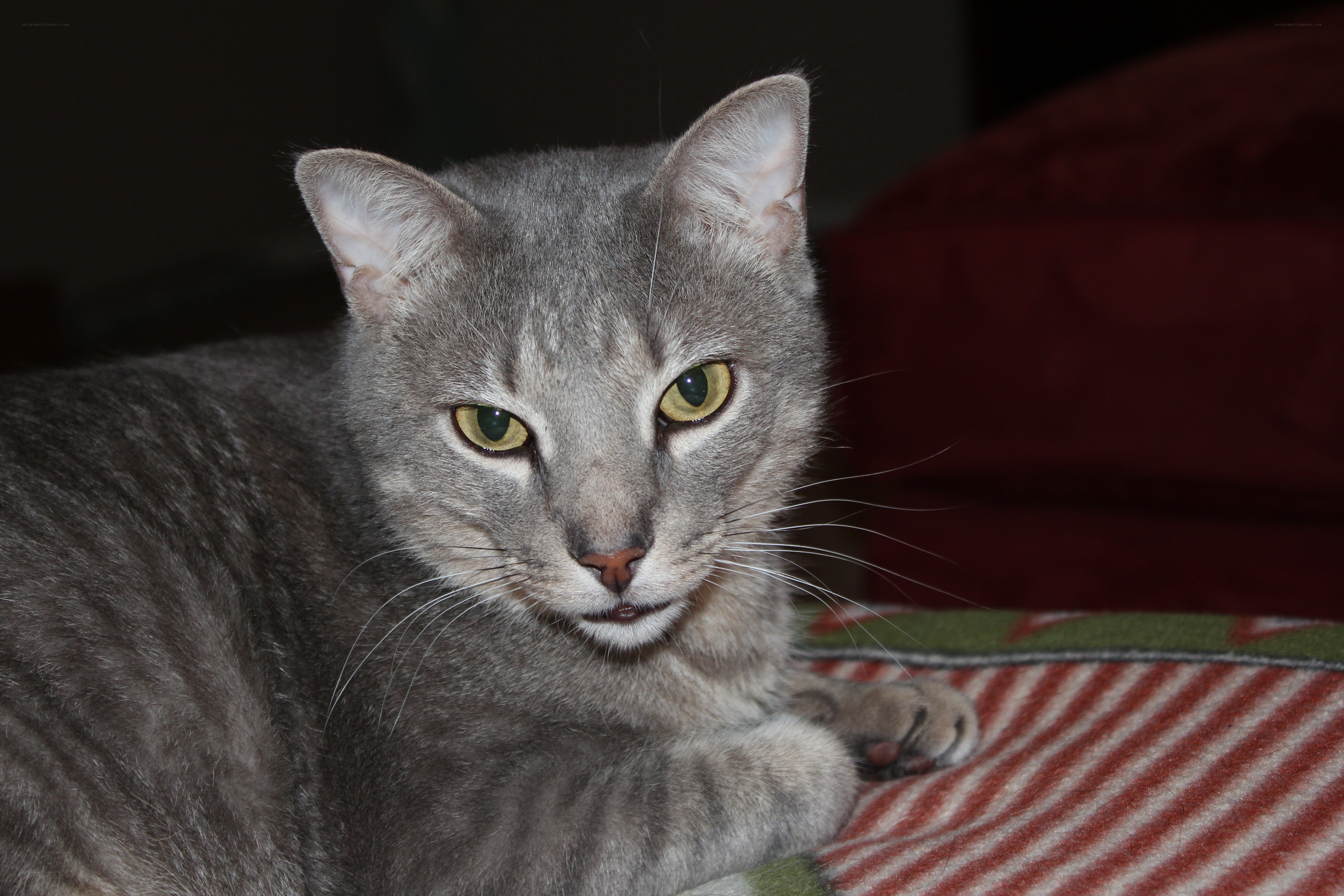 gray cat on striped blanket