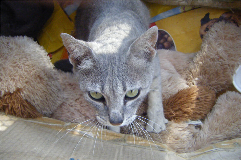 gray cat on stuffed toys