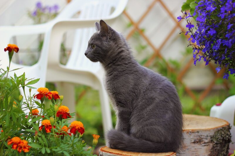 Gray Cat on Stump — Calm
