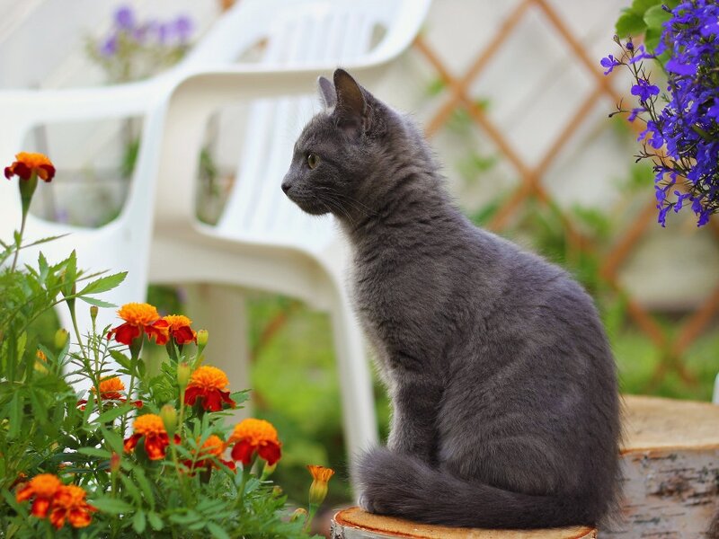 Gray Cat on Stump