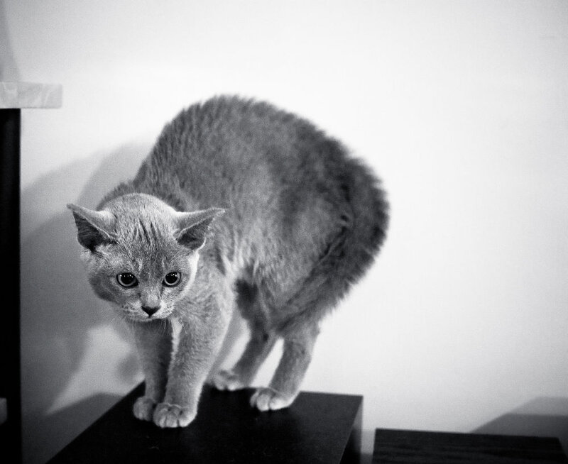 Gray Cat on Table — Black