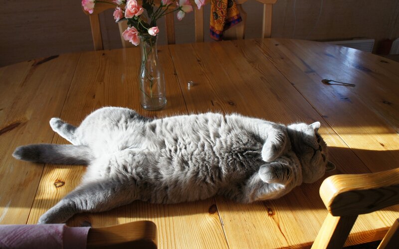 Gray Cat on Table — Brown, Calm, Afternoon