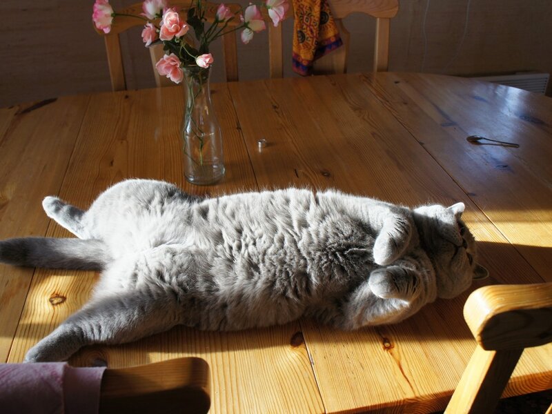 Gray Cat on Table — Brown, Calm