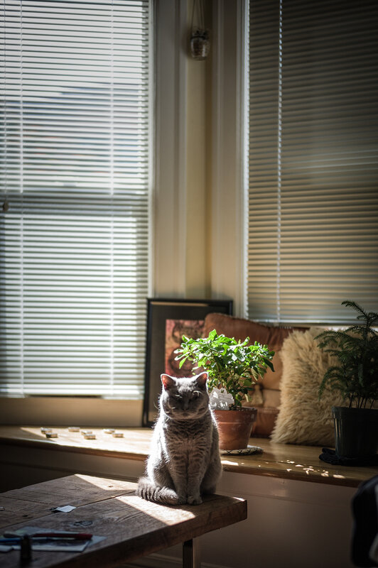 Gray Cat on Table — Brown, Serene