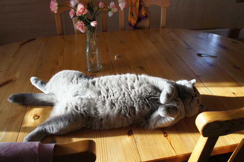 Gray Cat on Table — Brown