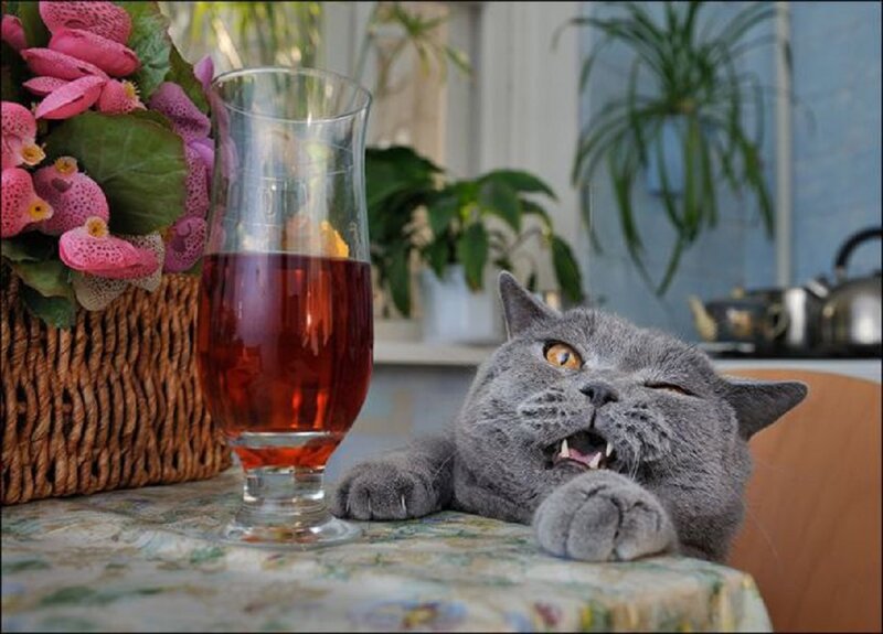 Gray Cat on Table — Calm, Afternoon