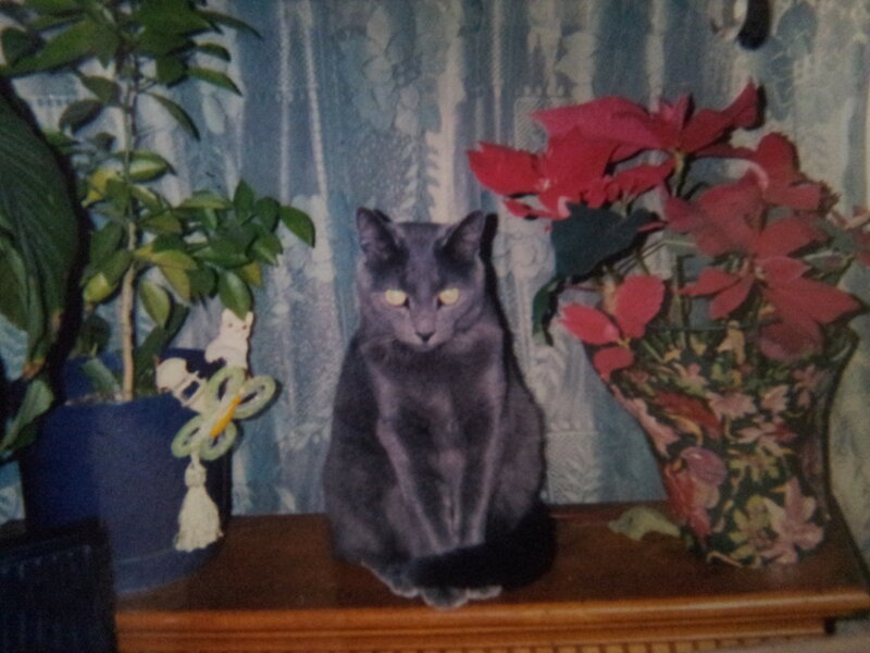 Gray Cat on Table — Calm, Photograph