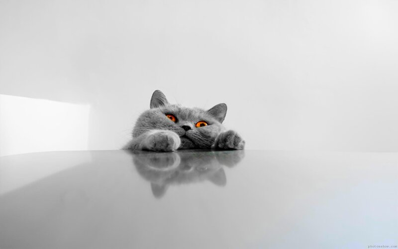 Gray Cat on Table — Calm