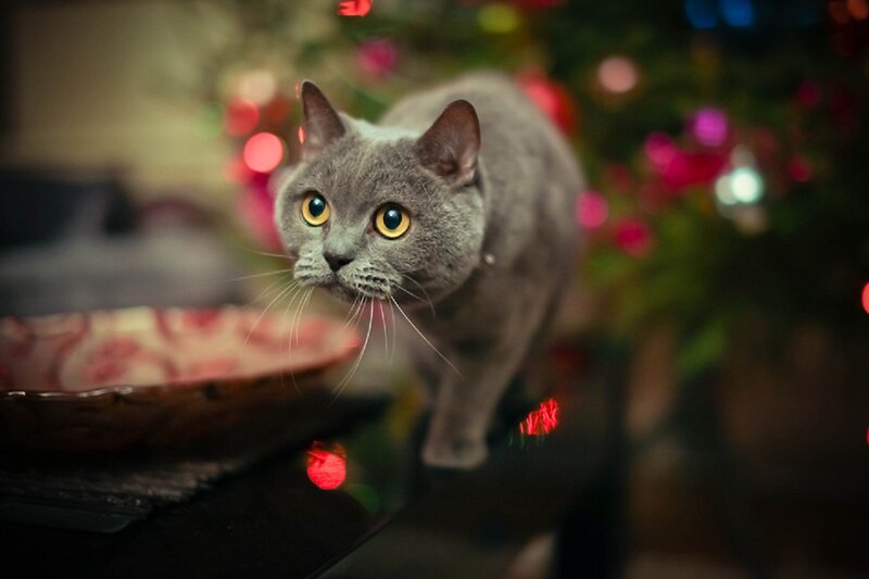 Gray Cat on Table — Festive