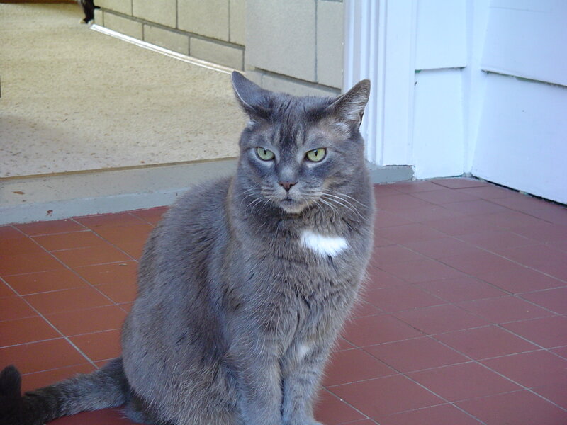 gray cat on tiled floor