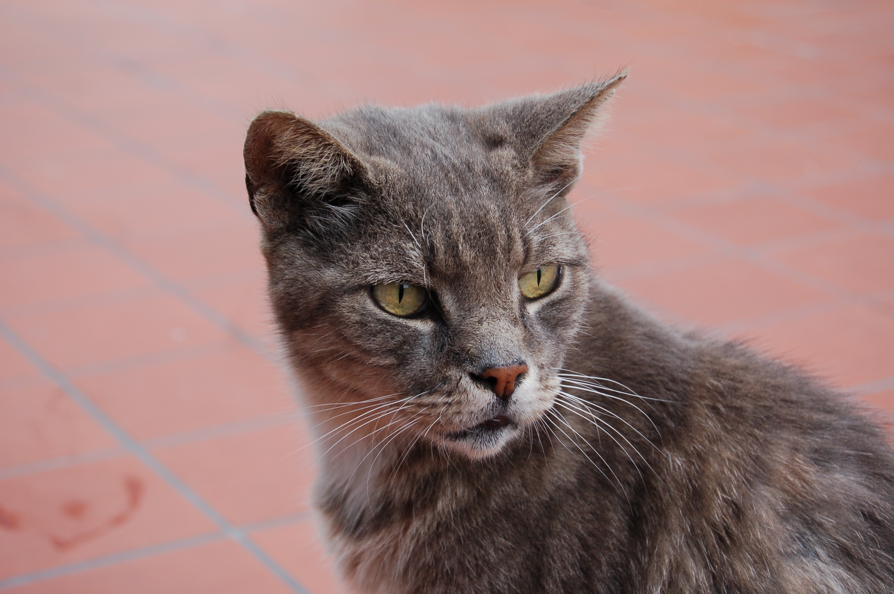 gray cat on tiled floor