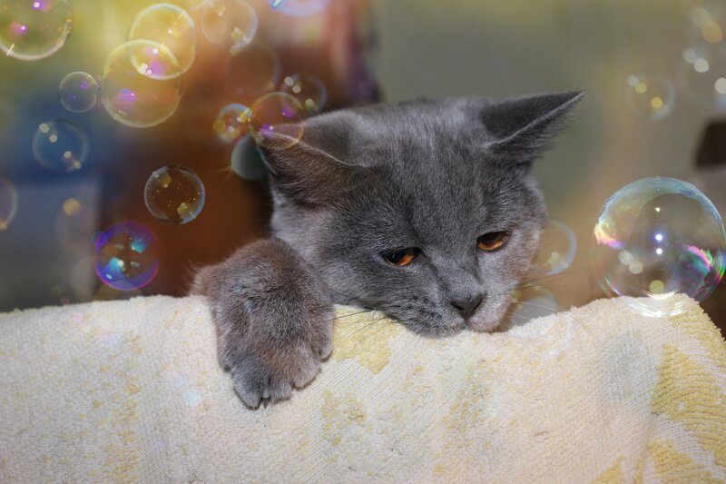 Gray Cat on Towel