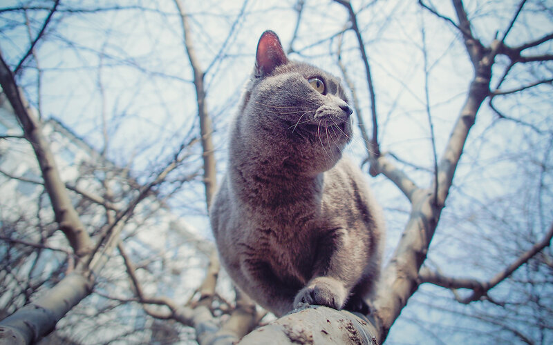 Gray Cat on Tree Branch — Calm