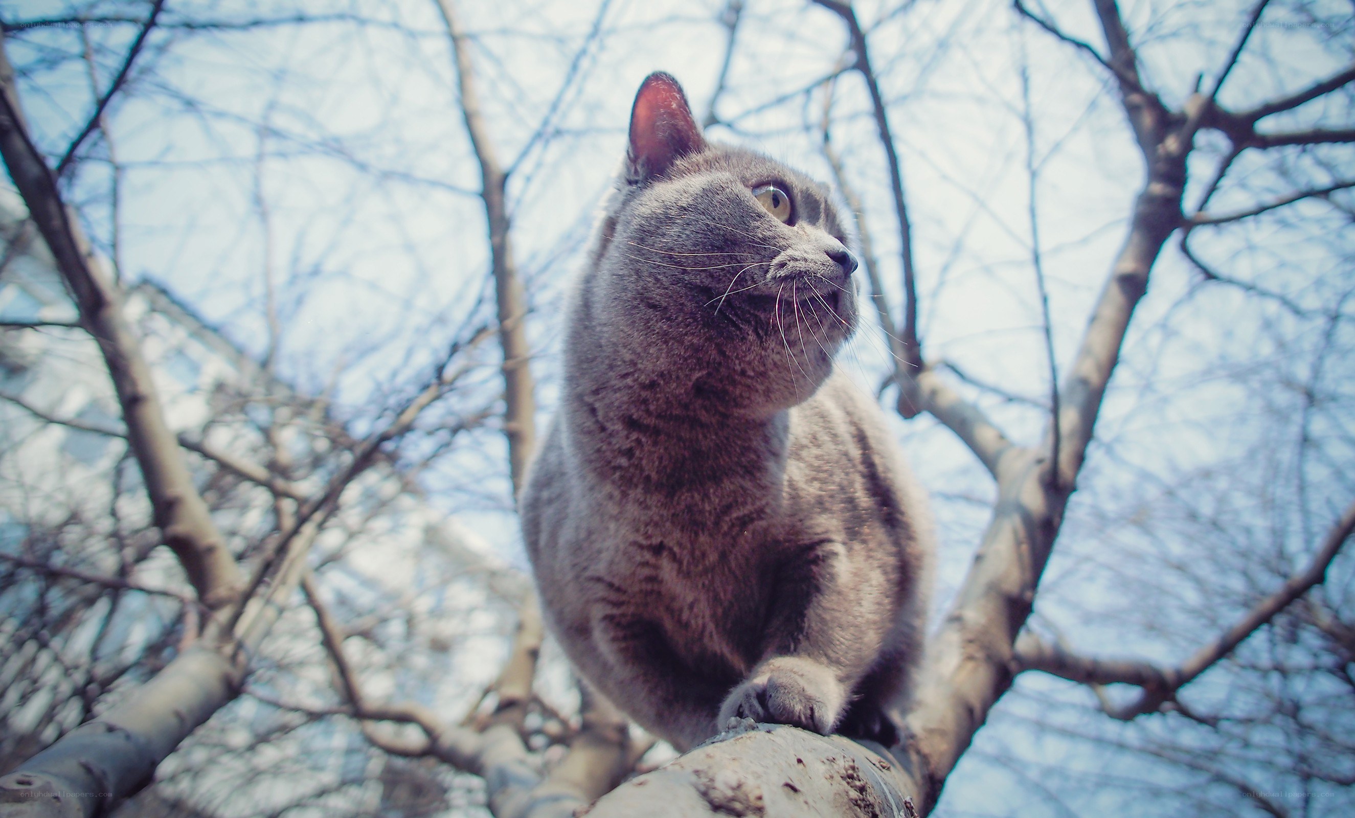 gray cat on tree branch