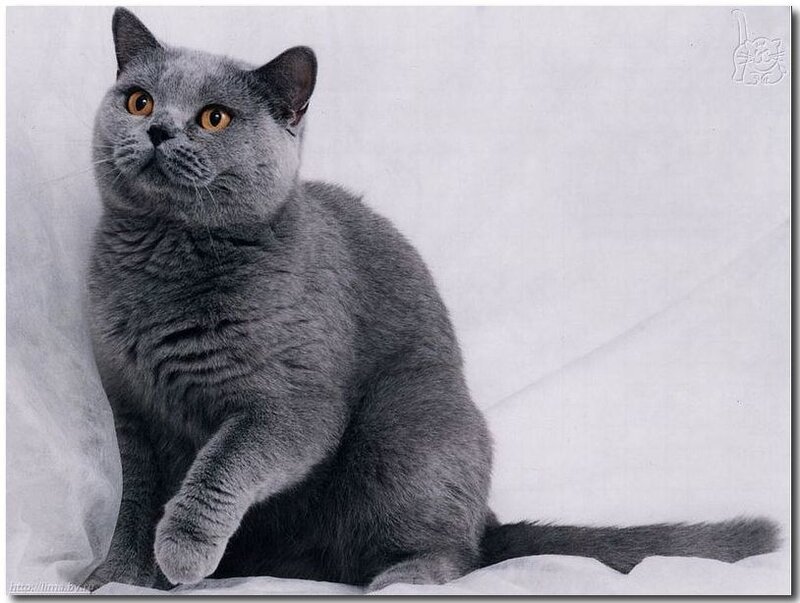 gray cat on white background