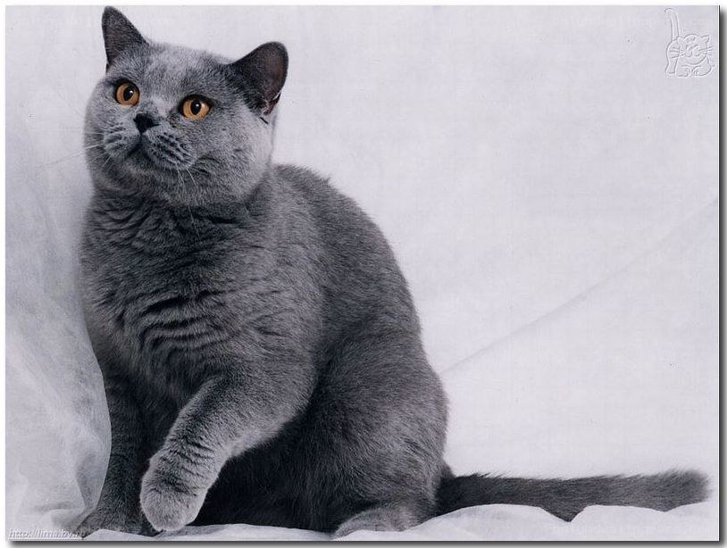 gray cat on white background