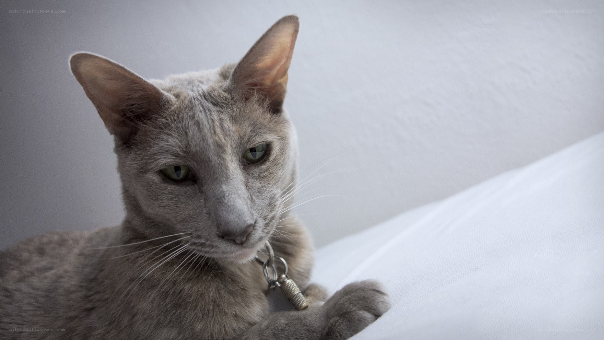 gray cat on white bedding