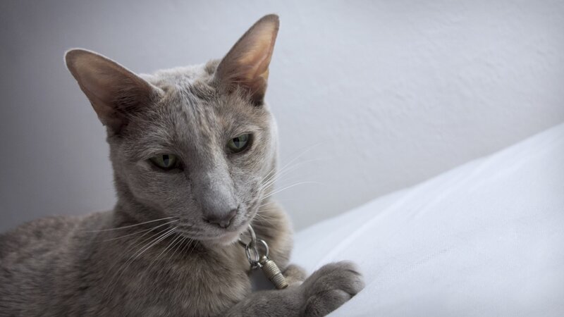 Gray Cat on White Surface — Calm