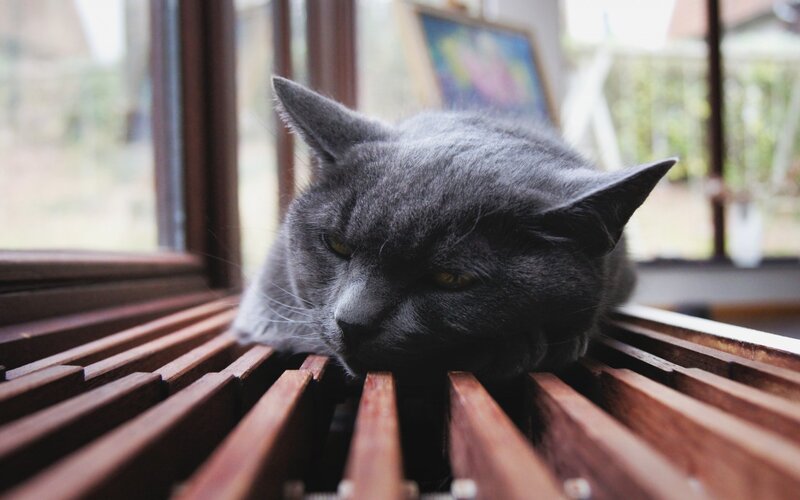 Gray Cat on Window Sill — Calm