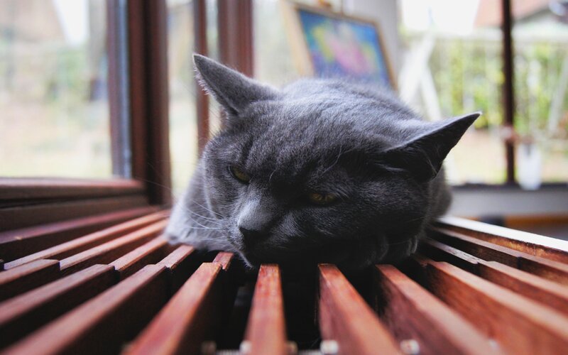 Gray Cat on Window Sill