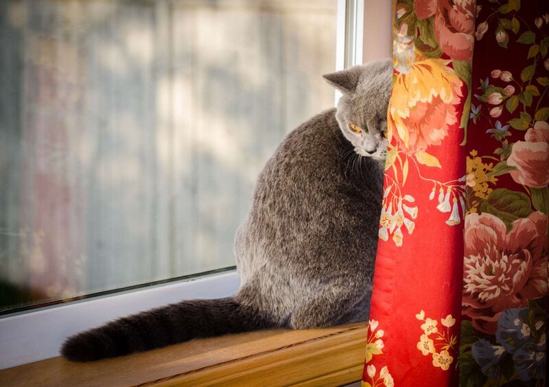 Gray Cat on Windowsill — Calm, Afternoon