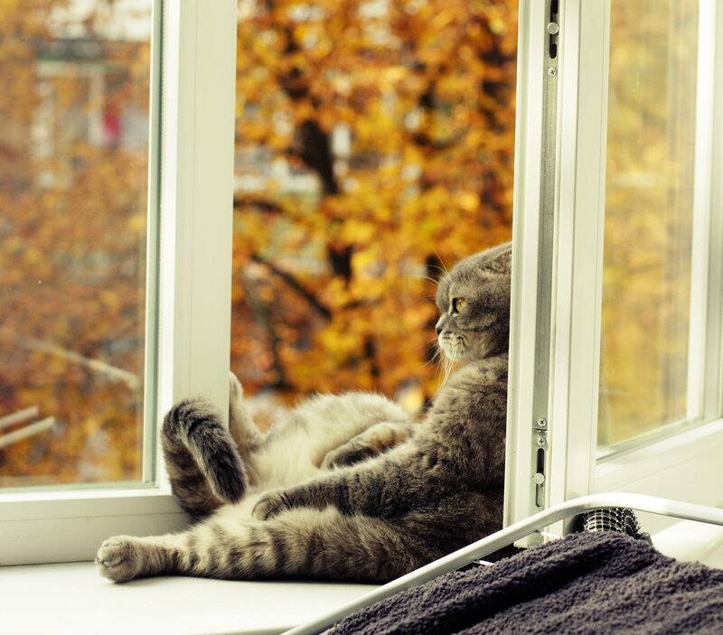 Gray Cat on Windowsill — Calm, Autumn
