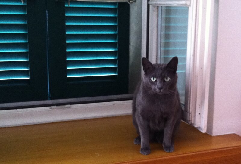 Gray Cat on Windowsill — Calm, Photograph