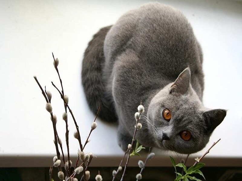 Gray Cat on Windowsill — Calm, Spring