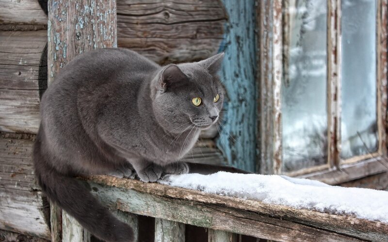 Gray Cat on Windowsill — Calm, Winter, Photograph