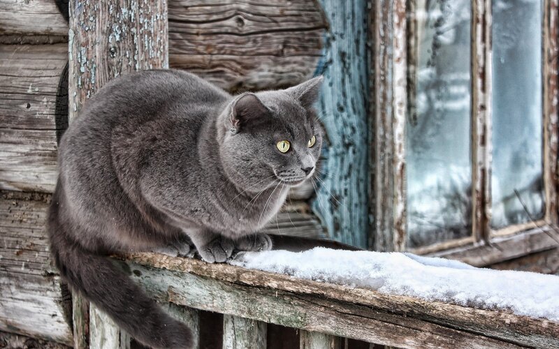 Gray Cat on Windowsill — Calm, Winter, Photograph, Wooden Wall, Snow